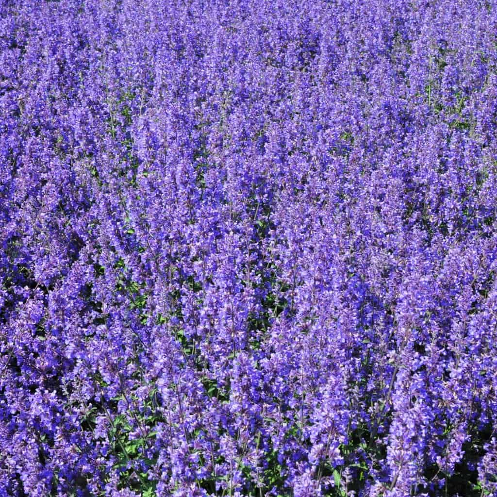 Nepeta racemosa 'Walker's Low' ---